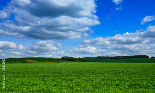 green field and trees on the background. Summer landscape with green gras at sunny day.