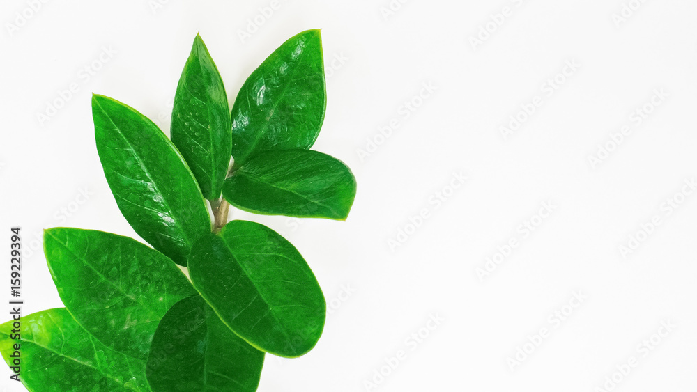 Green leaf on white background close up