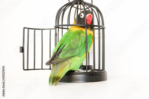 the escape. Parrot in a cage with an open door