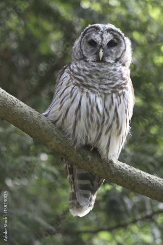 Barred Owl on branch