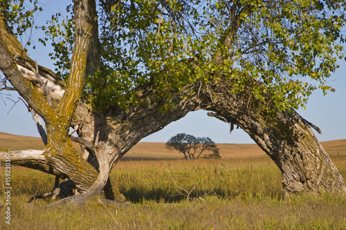 This large Kansas Cottonwood tree, bent over to the ground by a possible traveler pointing a direction many years ago,  seems to embrace creates a natural arch over the tree behind it in the distance.