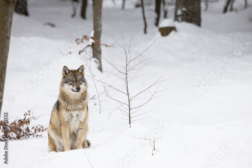 Gray wolf in winter © Ana Gram