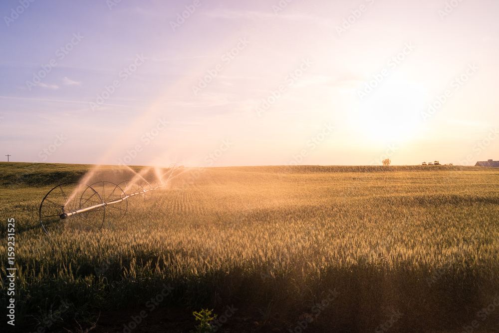 Wheat Field Getting Irrigated