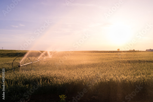 Wheat Field Getting Irrigated