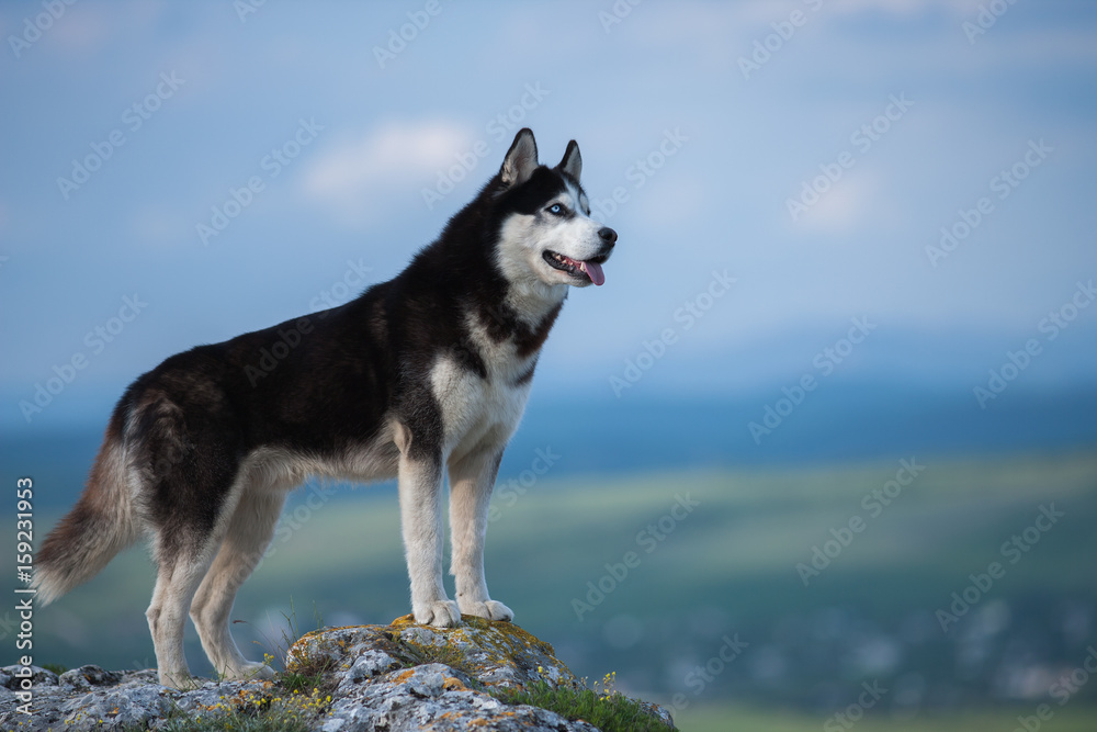 Fototapeta Black and white Siberian husky standing on a mountain