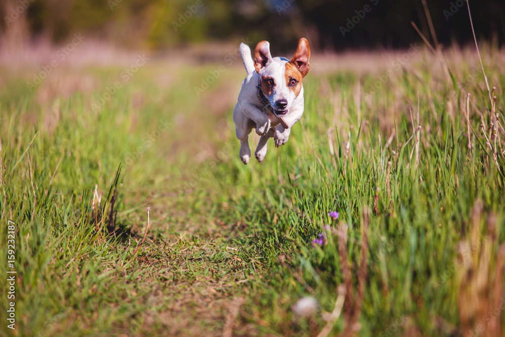 Dog running