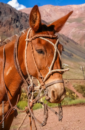 Horse in Andes