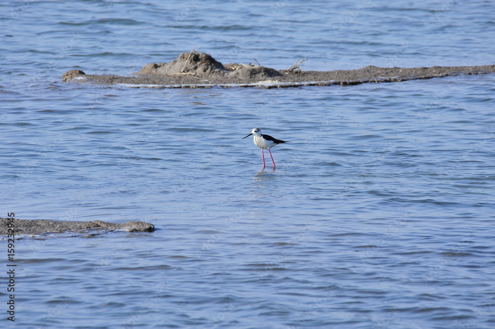 Obraz premium The sea bird