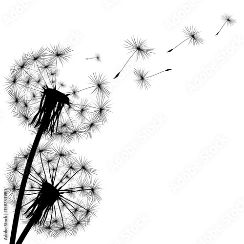 black silhouette of a dandelion