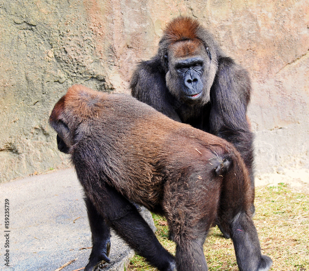 Male lowland gorilla watching over a female against a pastel stone background.