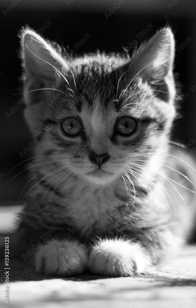 Close-up portrait of tabby house cat - black and white Close-up portrait of tabby house cat - black and white