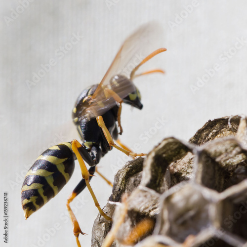 Wespenplage: Wespen im Nest photo