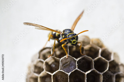 Wespenplage: Wespen im Nest photo