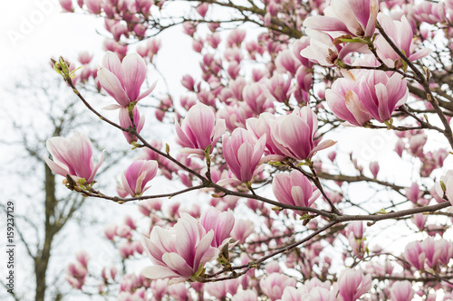 bl  hender Magnolienbaum