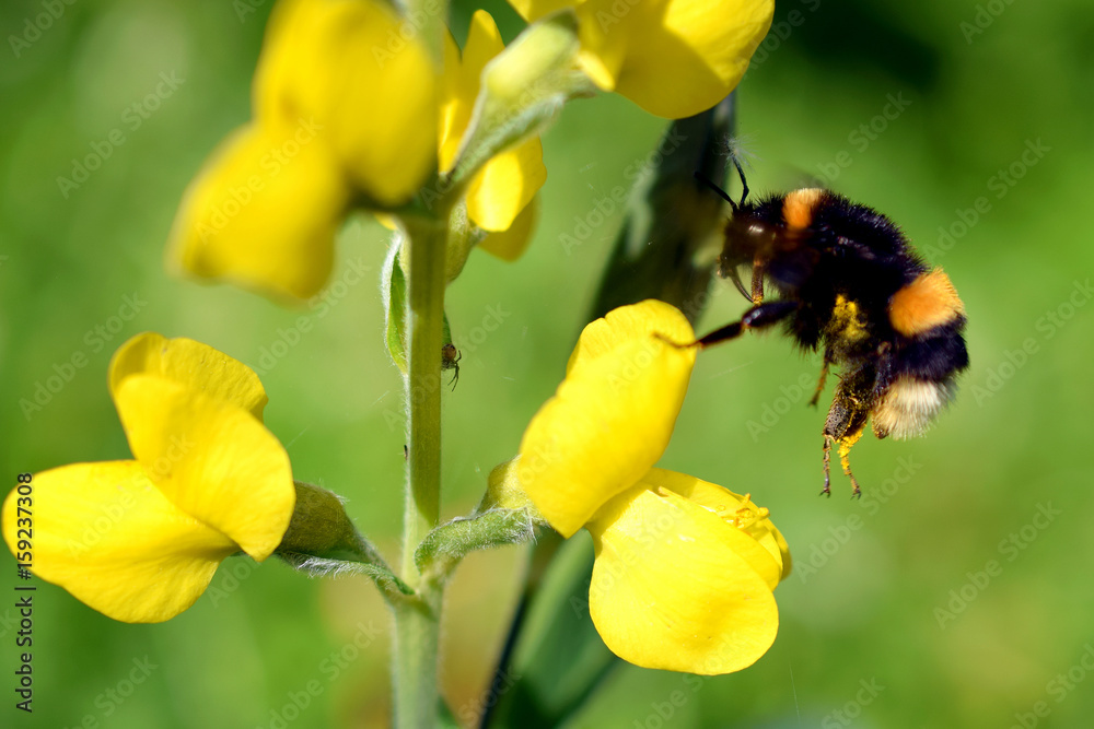 Flying Bumblebee landing to Lathyrus davidii yellow flower. Flying Bumblebee landing to Lathyrus davidii yellow flower.