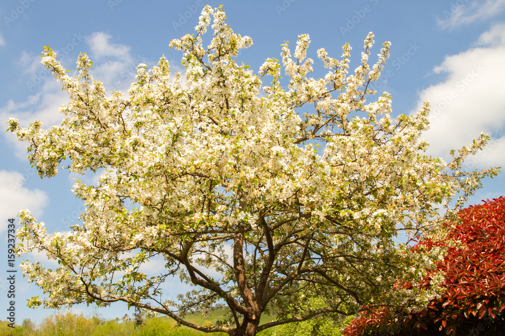 Cherry flowers in full blossom in spring in Normandy, France Cherry flowers in full blossom in spring in Normandy, France