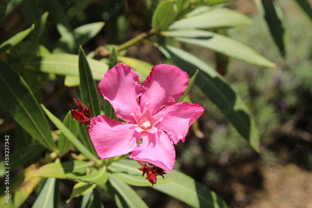 Poisonous pink Poisonous pink