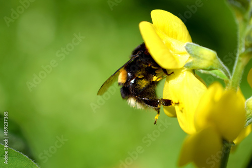 Bumblebee (Bombus lucorum) on yellow flower (Lathyrus davidii). Green background with room for text. © JRJfin
