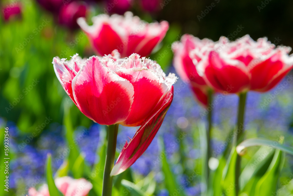Close-up of red tulip in spring in Normandy, France
