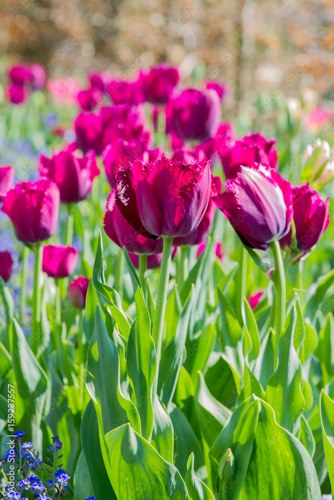 Close-up of dark red tulip in spring in Normandy, France Close-up of dark red tulip in spring in Normandy, France
