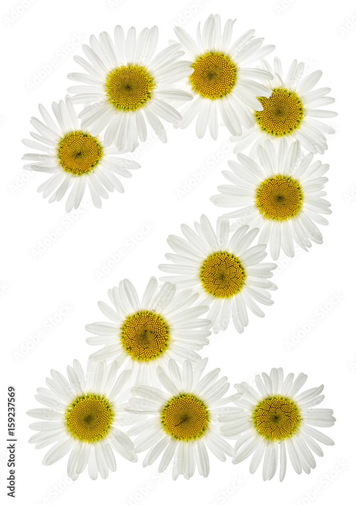 Arabic numeral 2, two, from white flowers of chamomile, isolated on white background