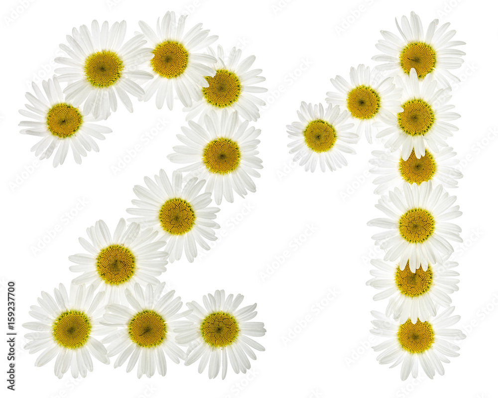 Arabic numeral 21, twenty one, from white flowers of chamomile, isolated on white background Arabic numeral 21, twenty one, from white flowers of chamomile, isolated on white background