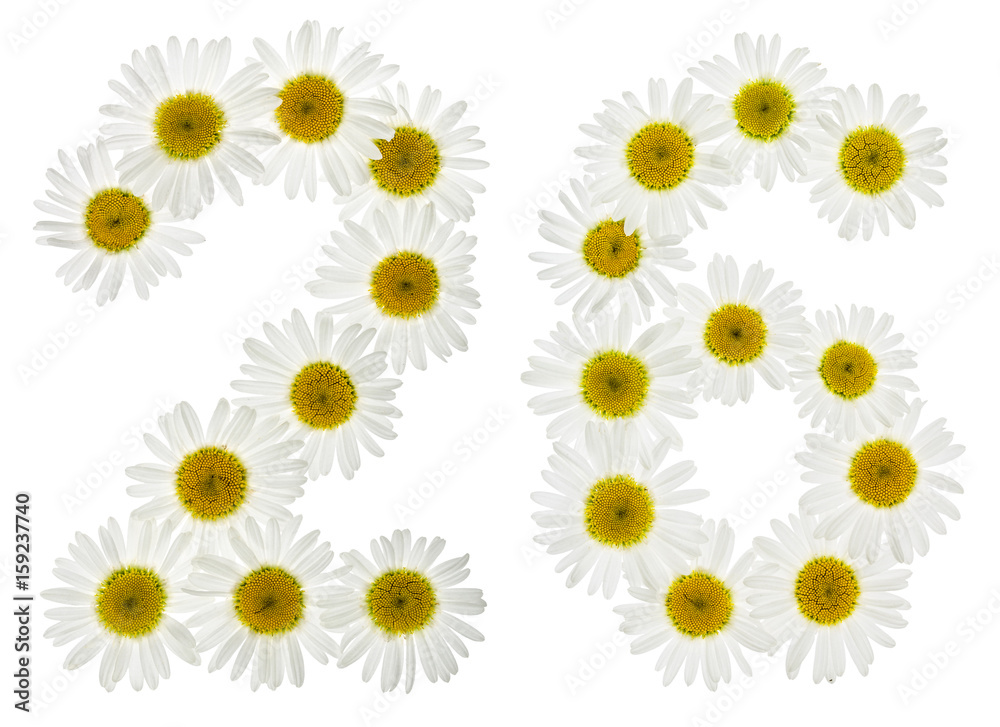 Arabic numeral 26, twenty six, from white flowers of chamomile, isolated on white background Arabic numeral 26, twenty six, from white flowers of chamomile, isolated on white background