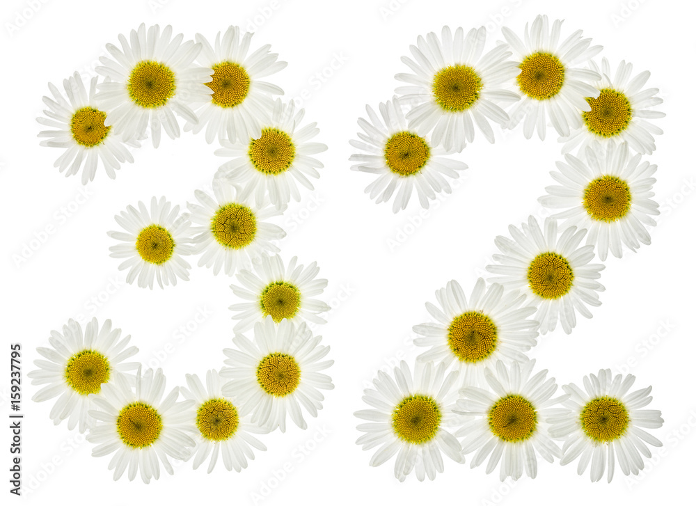 Arabic numeral 32, thirty two, from white flowers of chamomile, isolated on white background Arabic numeral 32, thirty two, from white flowers of chamomile, isolated on white background