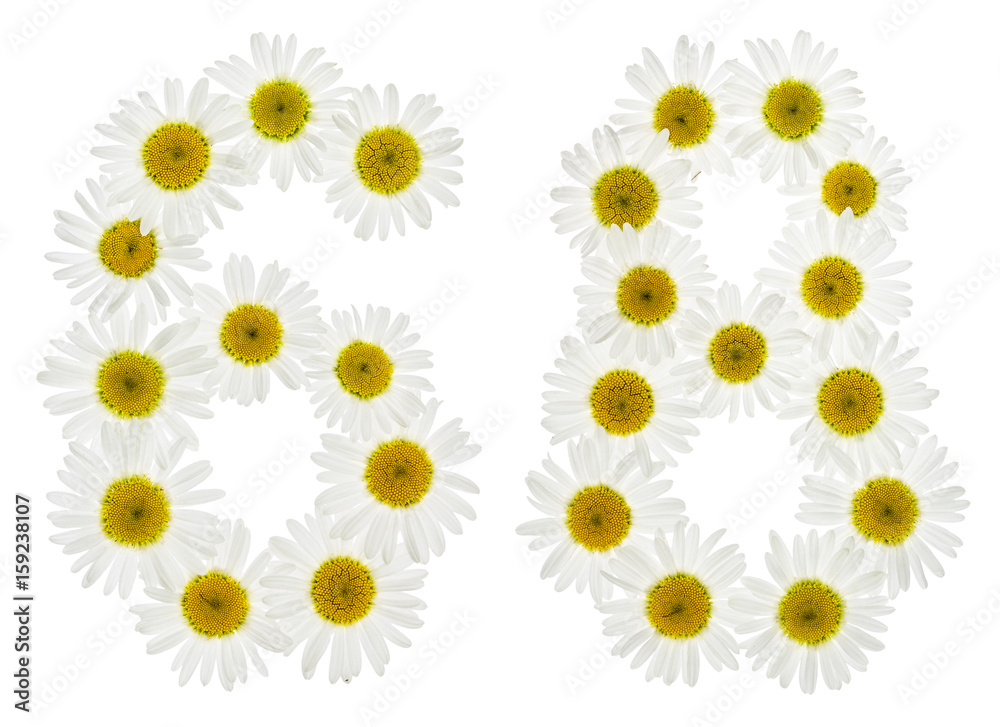 Arabic numeral 68, sixty eight, from white flowers of chamomile, isolated on white background Arabic numeral 68, sixty eight, from white flowers of chamomile, isolated on white background