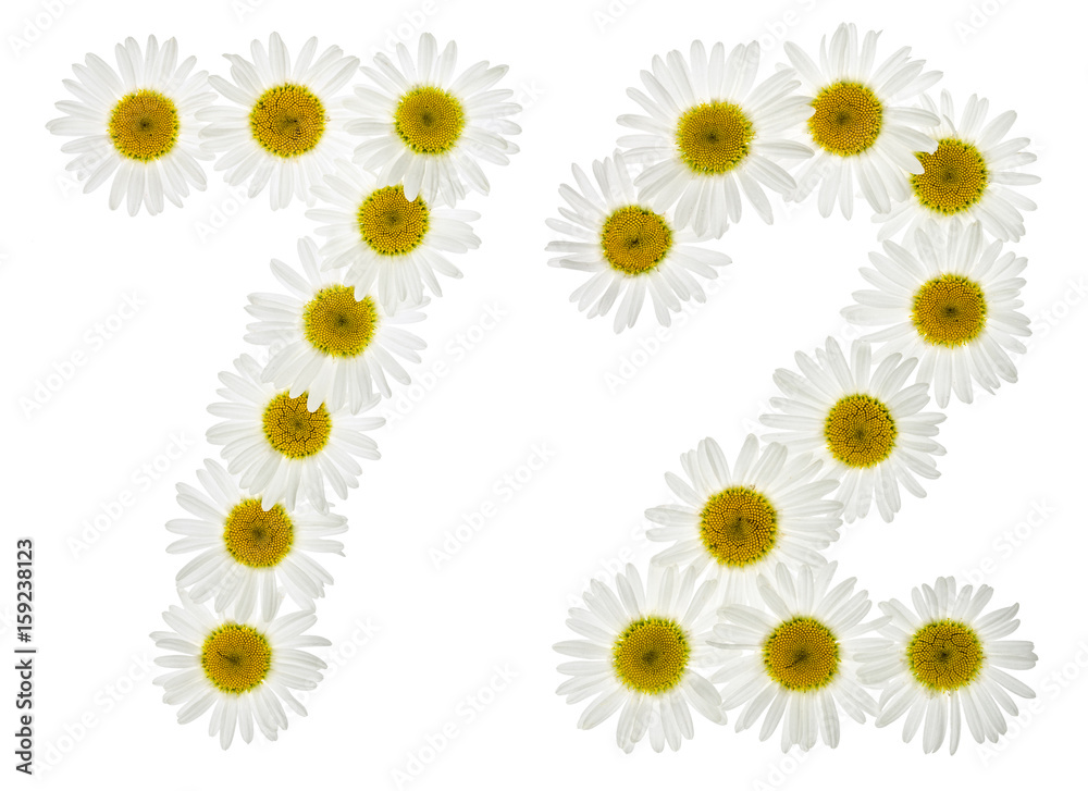 Arabic numeral 72, seventy two, from white flowers of chamomile, isolated on white background