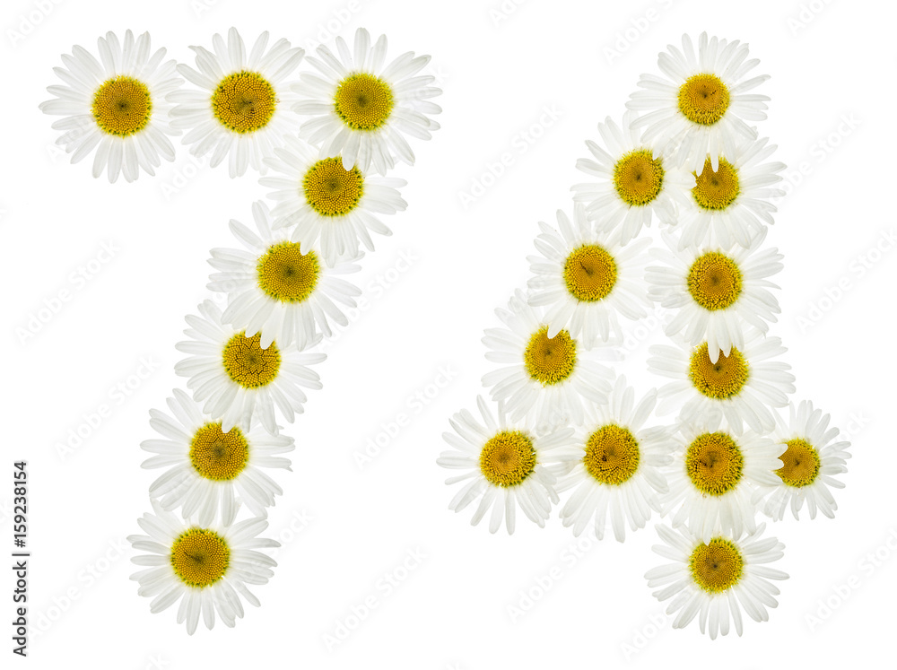 Arabic numeral 74, seventy four, from white flowers of chamomile, isolated on white background Arabic numeral 74, seventy four, from white flowers of chamomile, isolated on white background