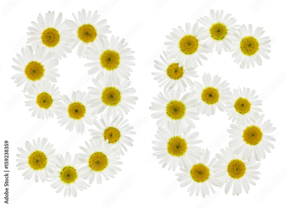 Arabic numeral 96, ninety six, from white flowers of chamomile, isolated on white background Arabic numeral 96, ninety six, from white flowers of chamomile, isolated on white background
