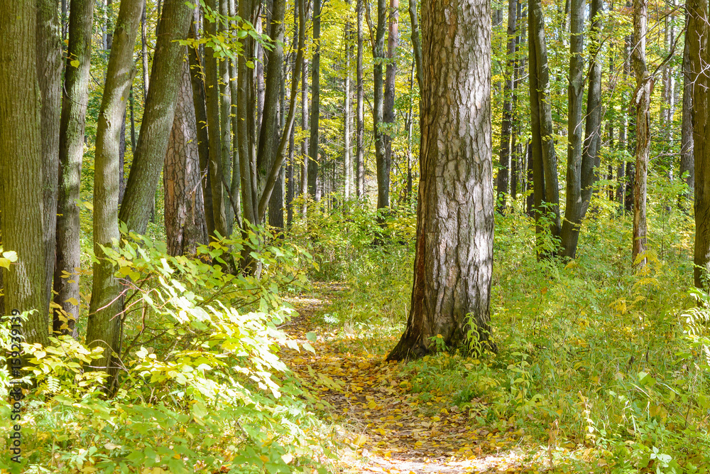 Fototapeta premium Forest Path