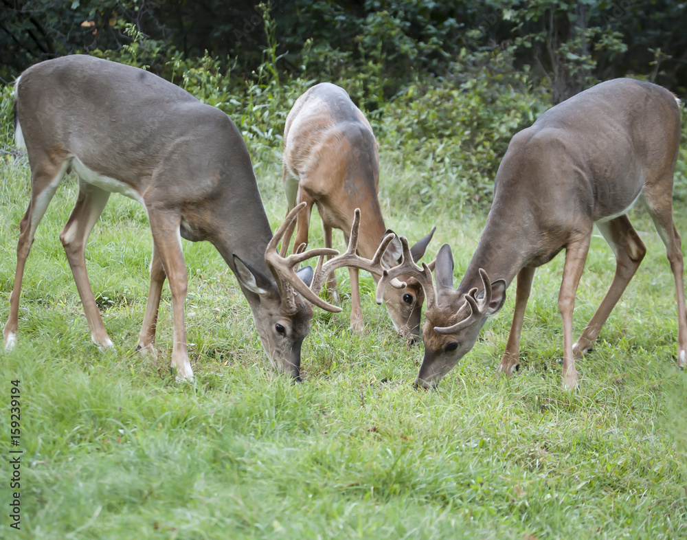 Obraz premium Whitetail Bucks & Doe Grazing Together