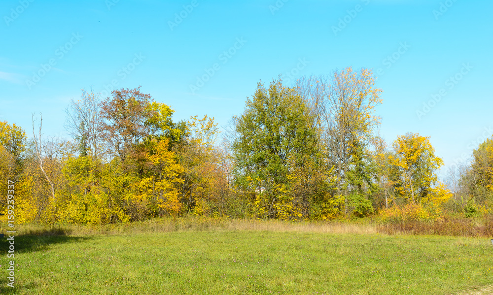 Early autumn in the forest