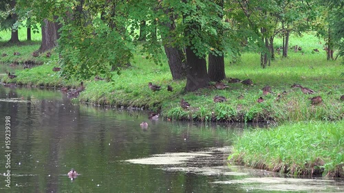 Ducks