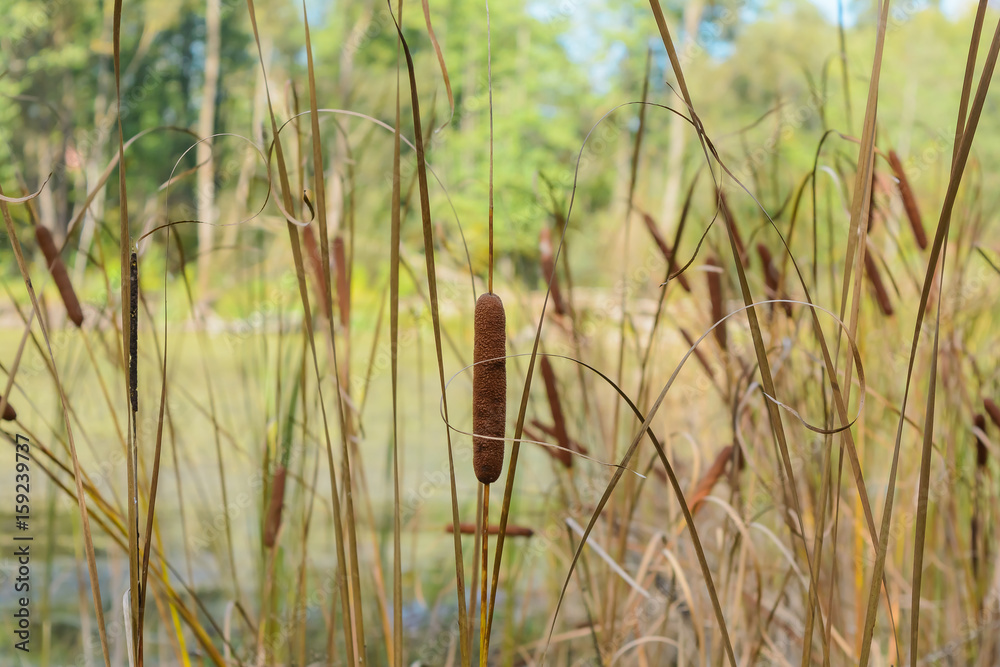 Fototapeta premium Reed