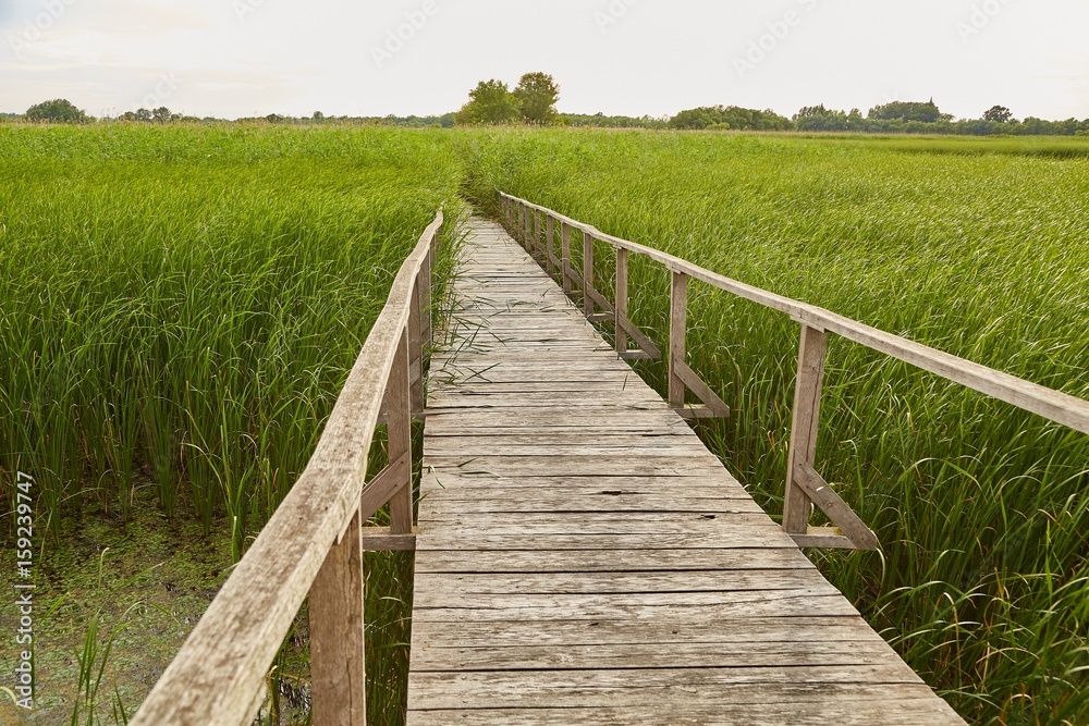 Swamp walking path
