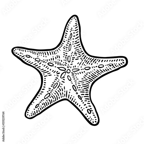 Sea star isolated on white background. Vintage black vector engraving