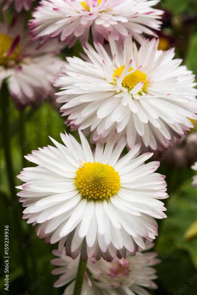 Obraz premium Chamomile. Blooming chamomile field, Chamomile flowers on a meadow in summer, Selective focus
