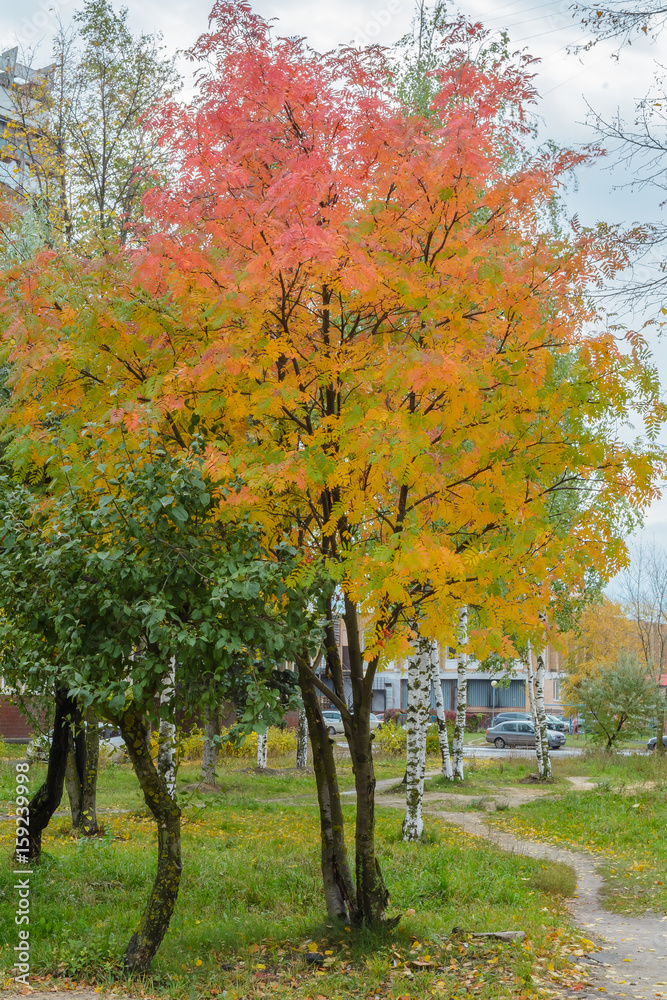 Naklejka premium Rowan Tree