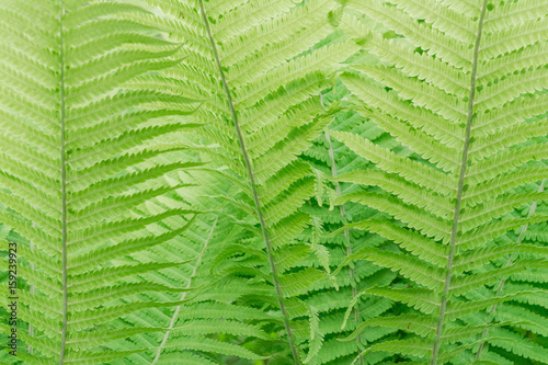 Green large fern leaf close-up