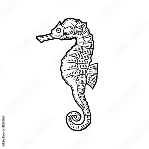 Sea Horse. Vector black engraving vintage illustrations.