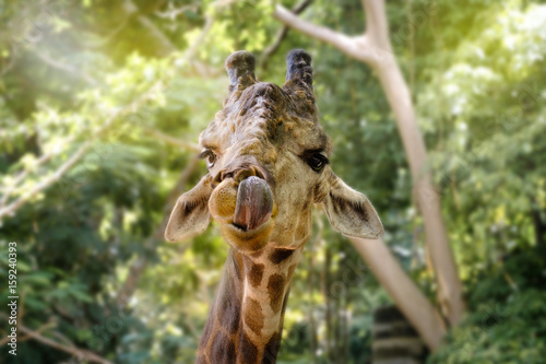 Photography giraffe