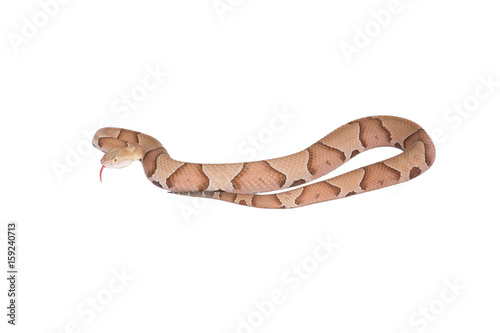 Copperhead Agkistrodon contortrix isolated