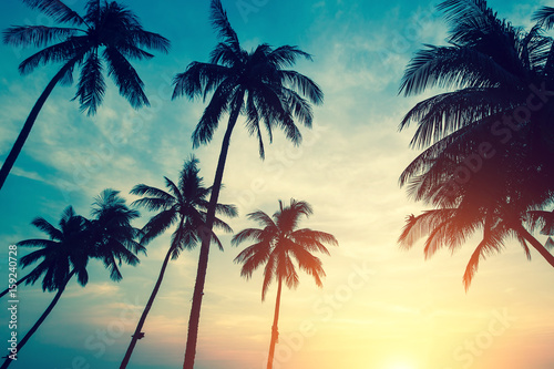 Fototapeta Naklejka Na Ścianę i Meble -  Silhouettes of tropical palm trees against the sky during amazing sunset.