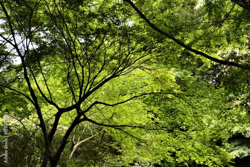 森林浴/新緑の城山公園（アジア日本神奈川県大磯町）