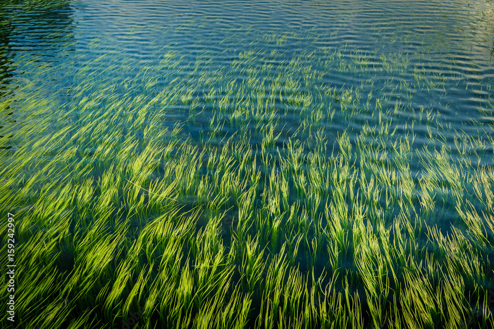 Beautiful aquatic plants in clear water pond Beautiful aquatic plants in clear water pond