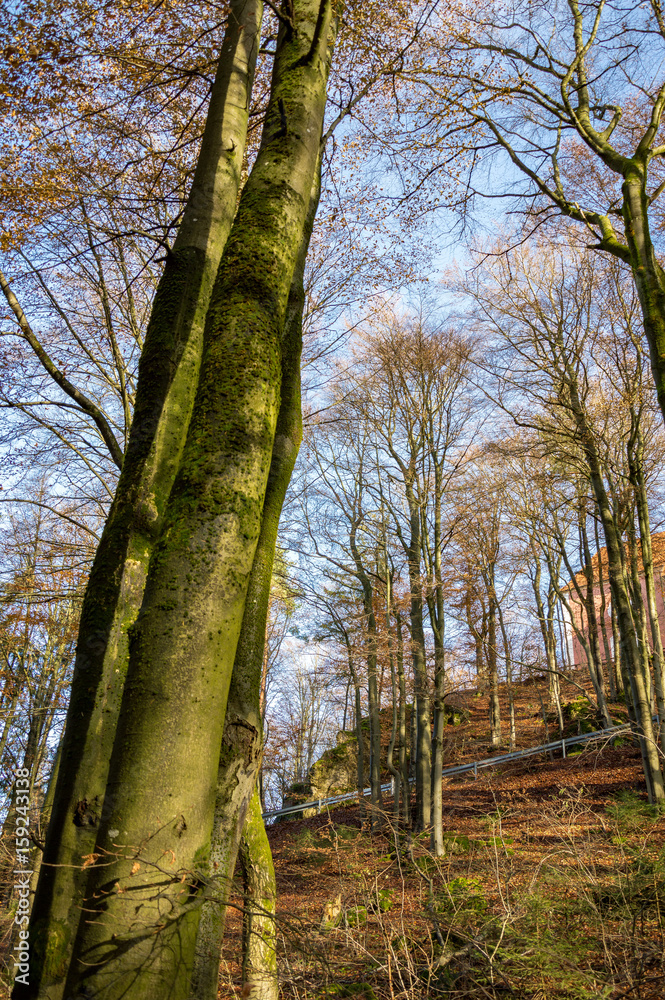 Fototapeta premium Wälder