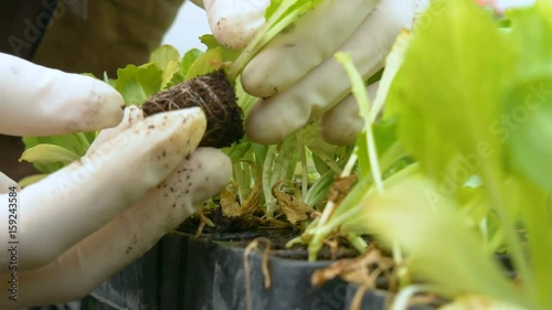worker works with shoots of young seedlings in the greenhouse